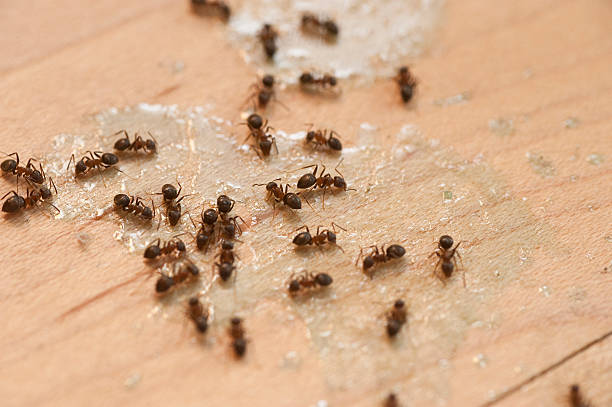 Best Local Pest Control Services  in Violet, LA
