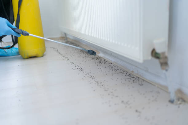 Best Residential Pest Control  in Violet, LA