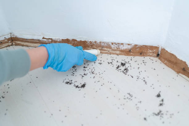Best Local Pest Control Services  in Violet, LA